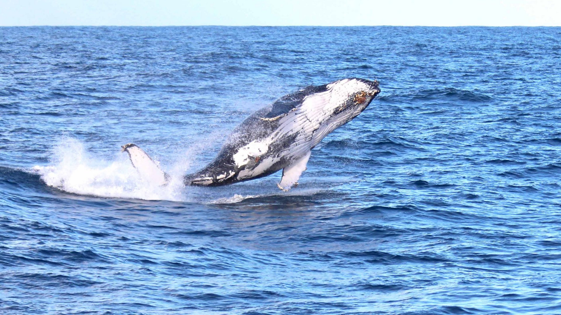 Australiens Tierwelt erleben